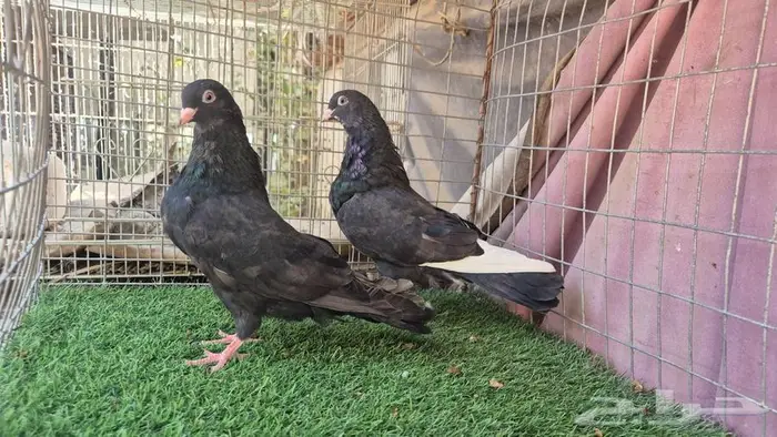 قطايف فواخر 8