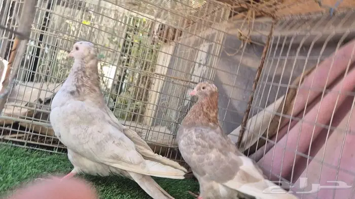 قطايف فواخر 18