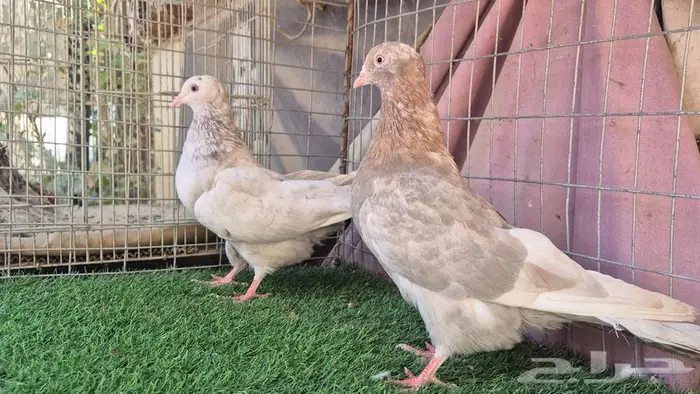 قطايف فواخر 16