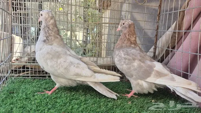 قطايف فواخر 17