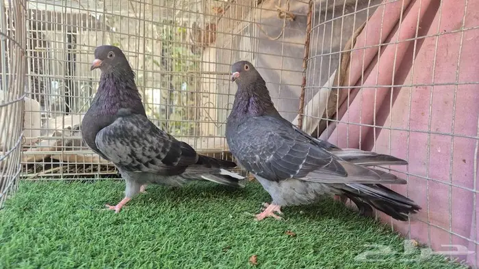 قطايف فواخر 19