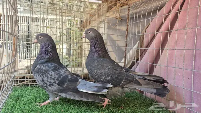 قطايف فواخر 21