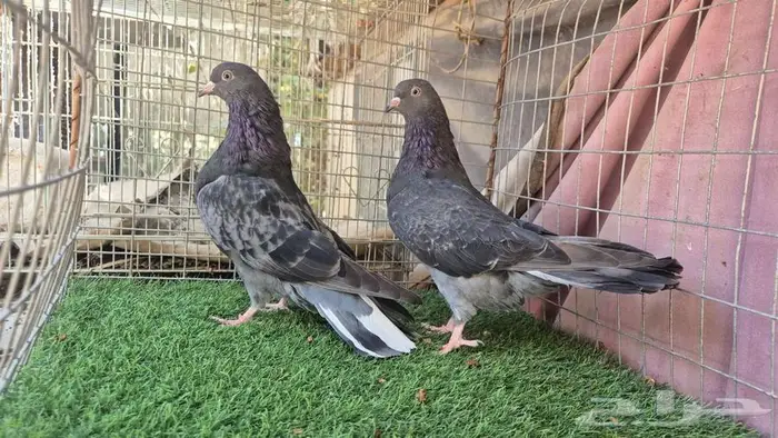 قطايف فواخر 20