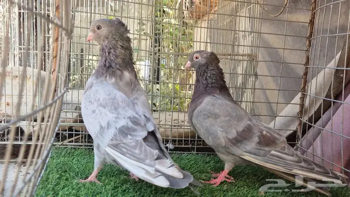 قطايف فواخر 26