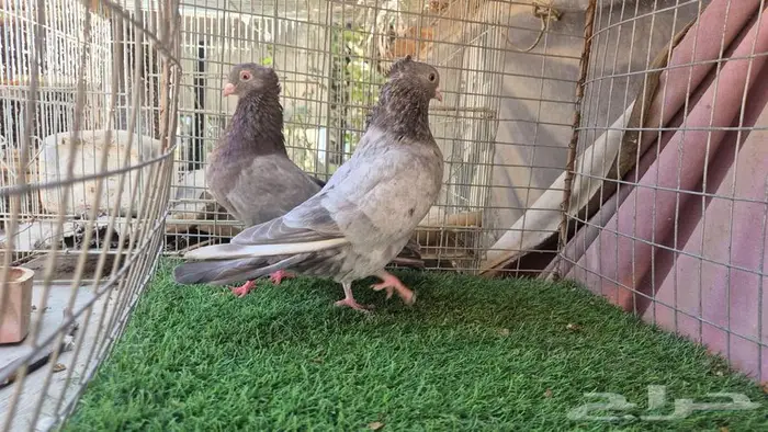 قطايف فواخر 28