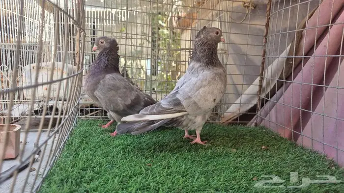 قطايف فواخر 27