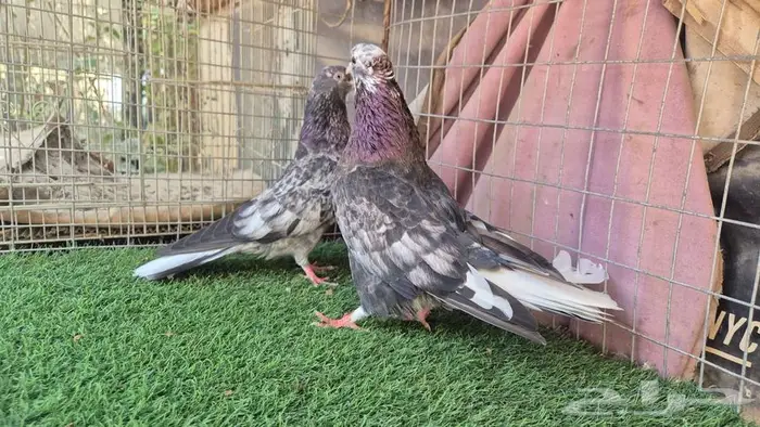 قطايف فواخر 33