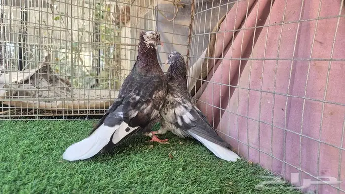 قطايف فواخر 29