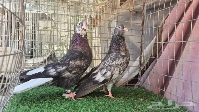 قطايف فواخر 30