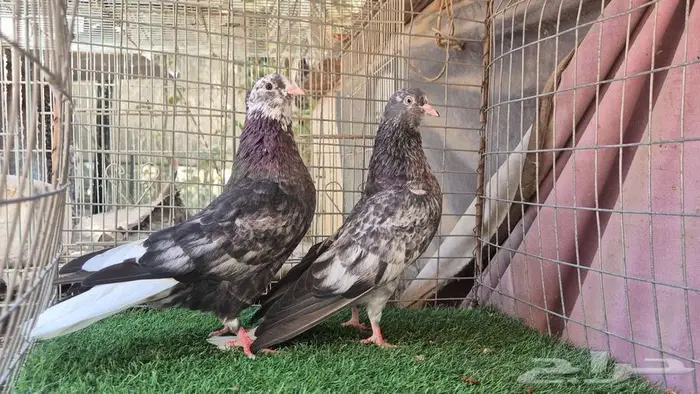 قطايف فواخر 31