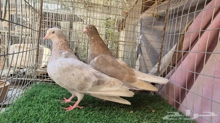 قطايف فواخر 22