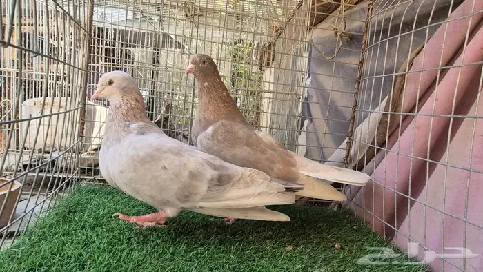 قطايف فواخر 23