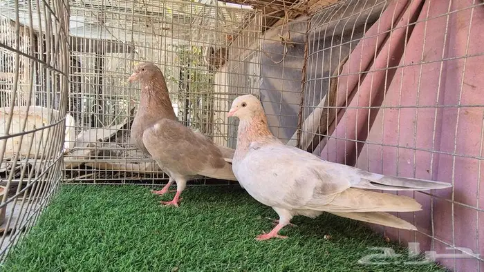 قطايف فواخر 24