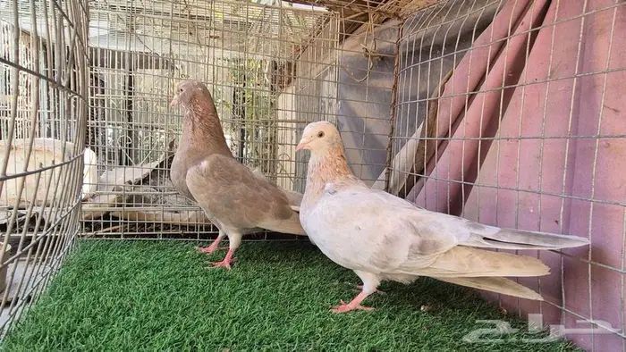 قطايف فواخر 25