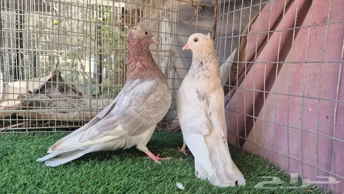 قطايف فواخر 38