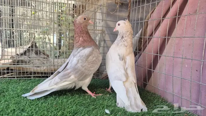 قطايف فواخر 39