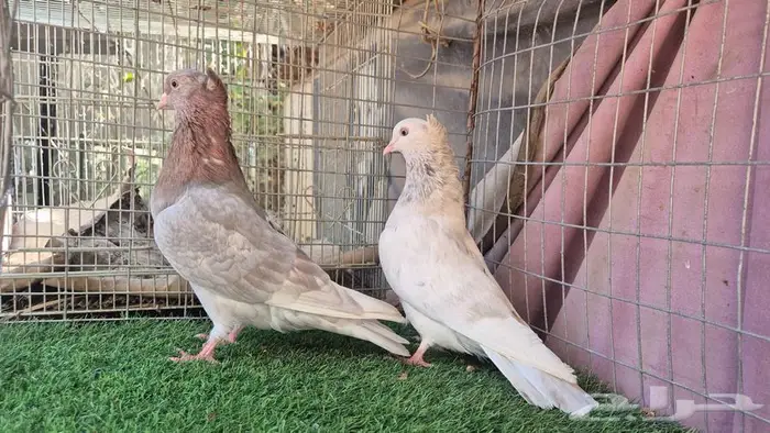 قطايف فواخر 40