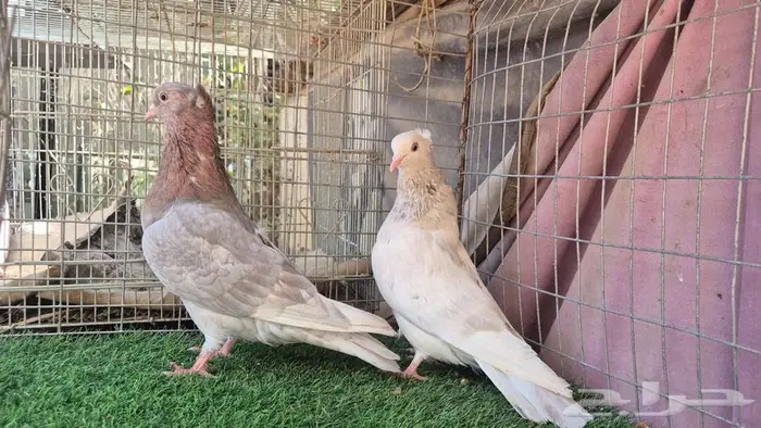 قطايف فواخر 41