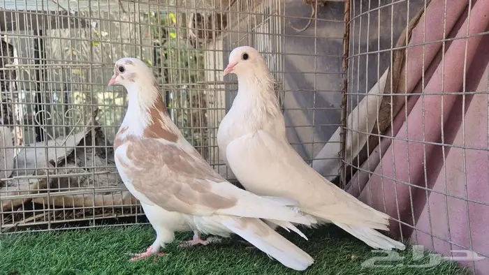 قطايف فواخر 34