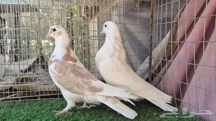 قطايف فواخر 36