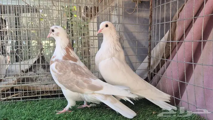 قطايف فواخر 35