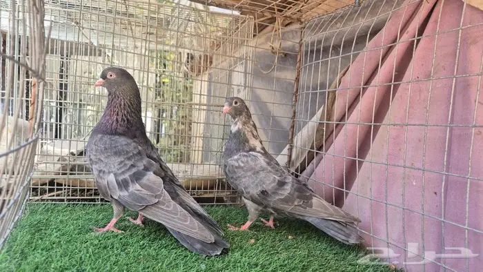 قطايف فواخر 42