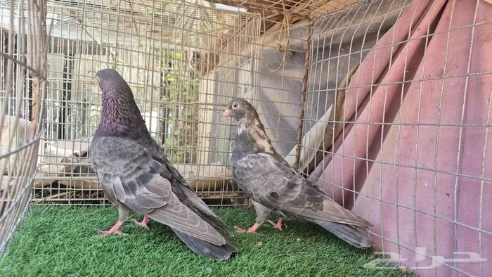 قطايف فواخر 45