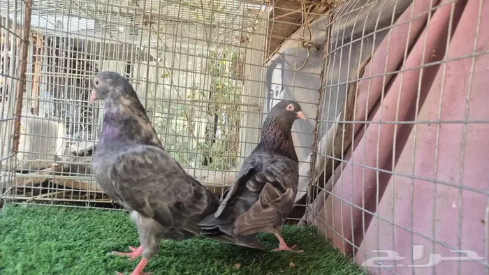 قطايف فواخر 44