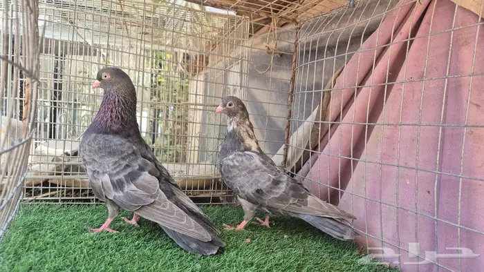 قطايف فواخر 43