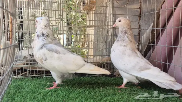 قطايف فواخر 46