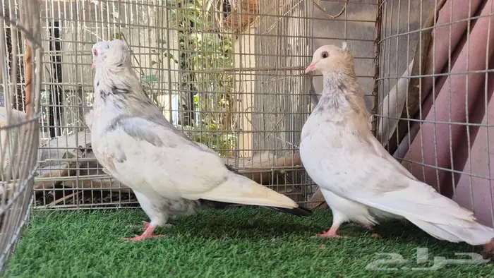 قطايف فواخر 47