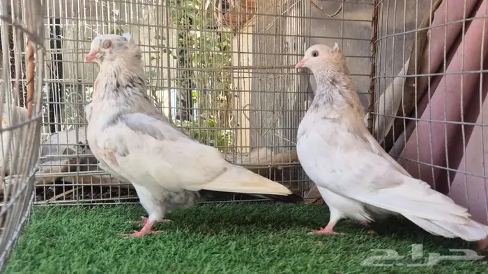 قطايف فواخر 49