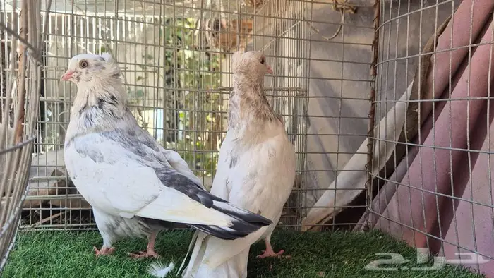 قطايف فواخر 48