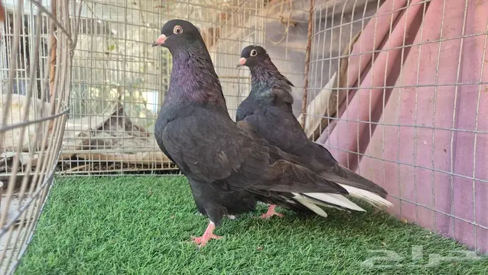 قطايف فواخر 56