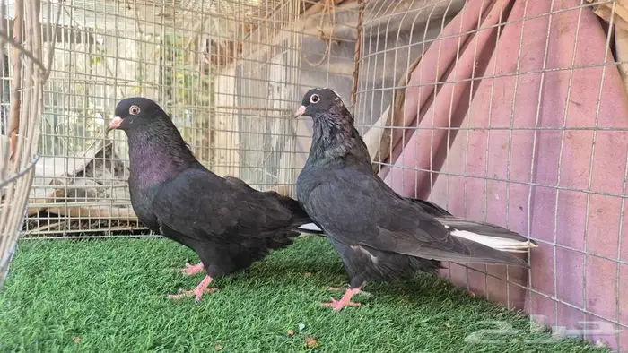 قطايف فواخر 57