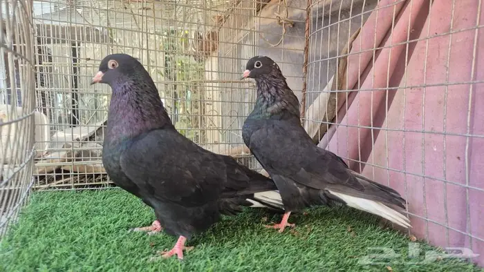 قطايف فواخر 58