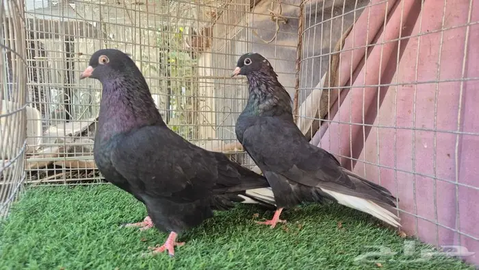 قطايف فواخر 59