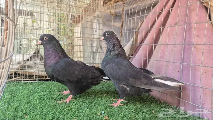 قطايف فواخر 60