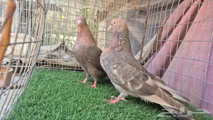 قطايف فواخر 51