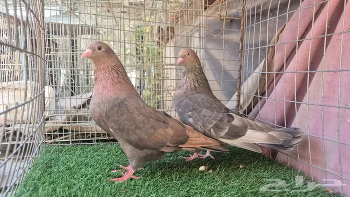 قطايف فواخر 50