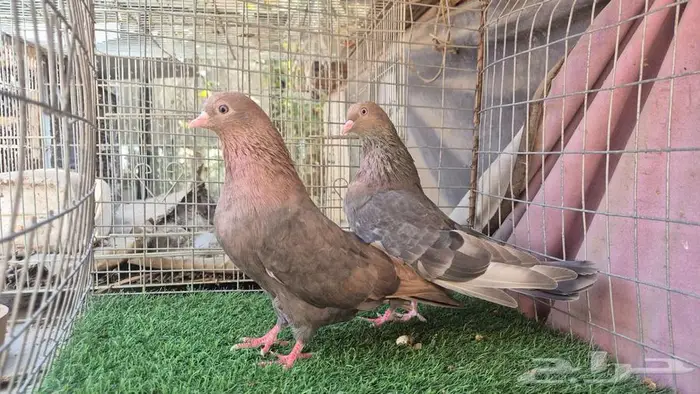 قطايف فواخر 55