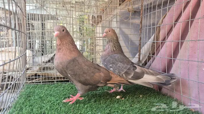 قطايف فواخر 53