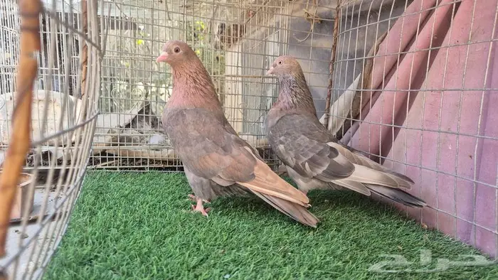 قطايف فواخر 52