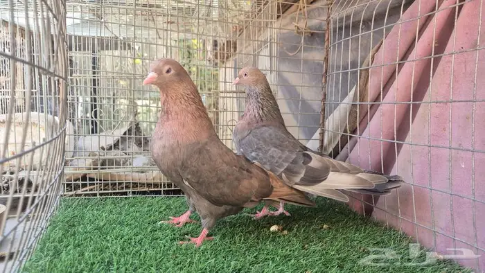 قطايف فواخر 54