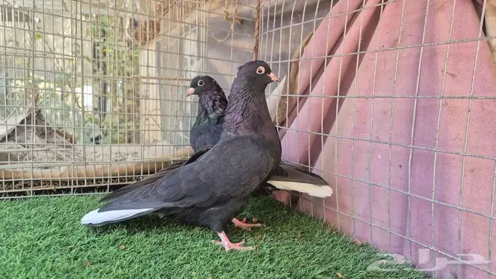 قطايف فواخر 61