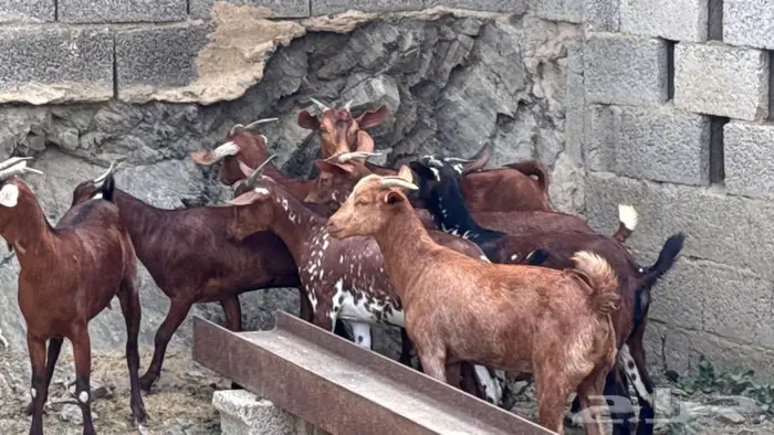 معزا دهم جذعات 8 11