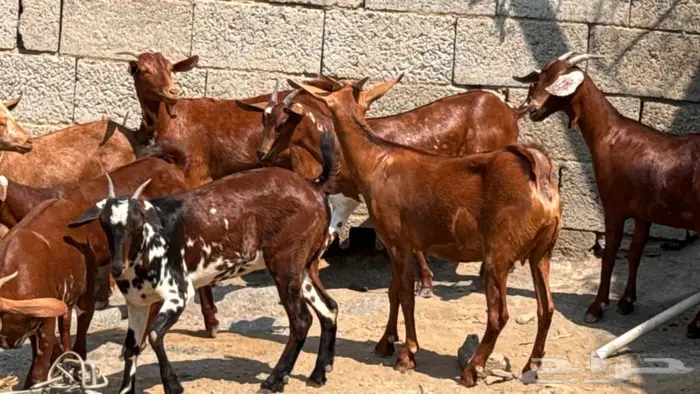 معزا دهم جذعات 8 1