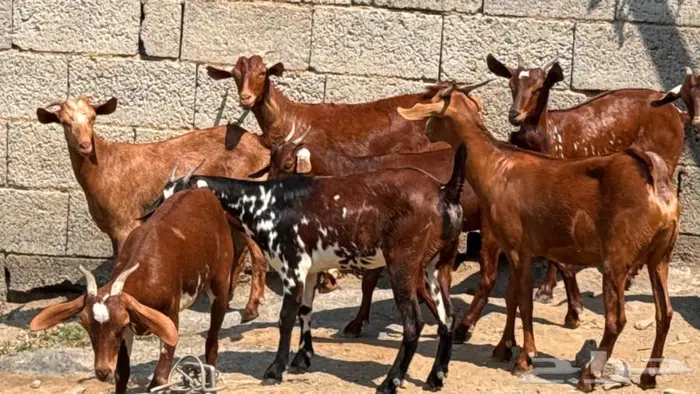 معزا دهم جذعات 8 4