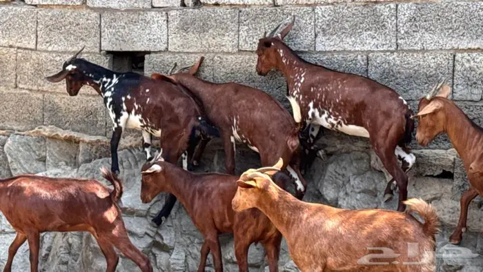 معزا دهم جذعات 8 6