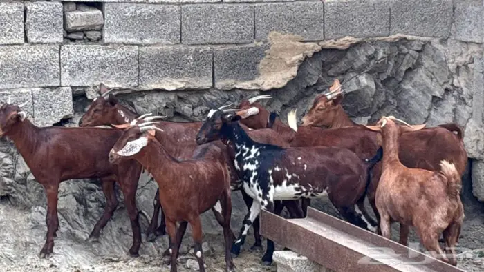 معزا دهم جذعات 8 9